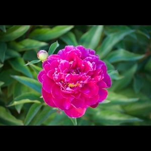 Meet your Posher, Faith